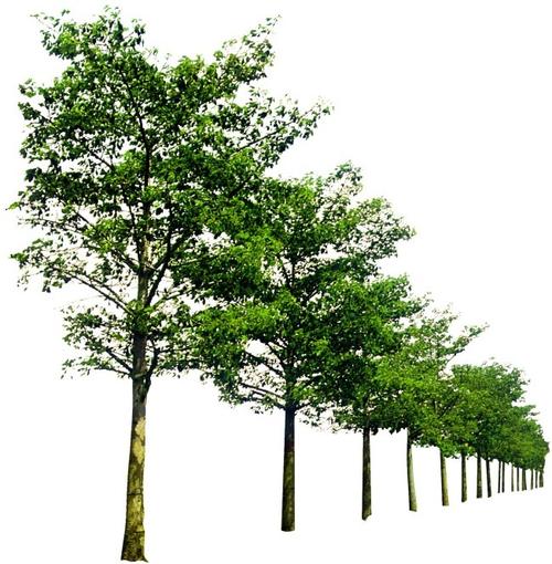 種植一排樹(shù)在lumion8中的步驟指南 種植一排樹(shù)在lumion8中的步驟指南 - BIM,Reivt中文網(wǎng)